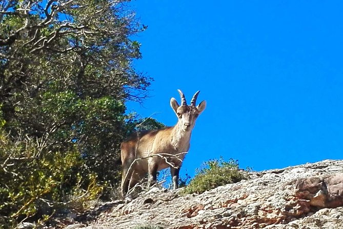 Montserrat Land of Shrines - One Day Small Group Hiking Tour from Barcelona - Who will enjoy this Montserrat day trip