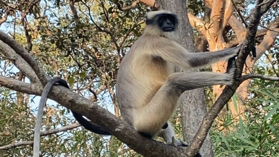 Mumbai: Kanheri Caves and The Golden Pagoda Temple - The route to the Golden Vipassana Pagoda