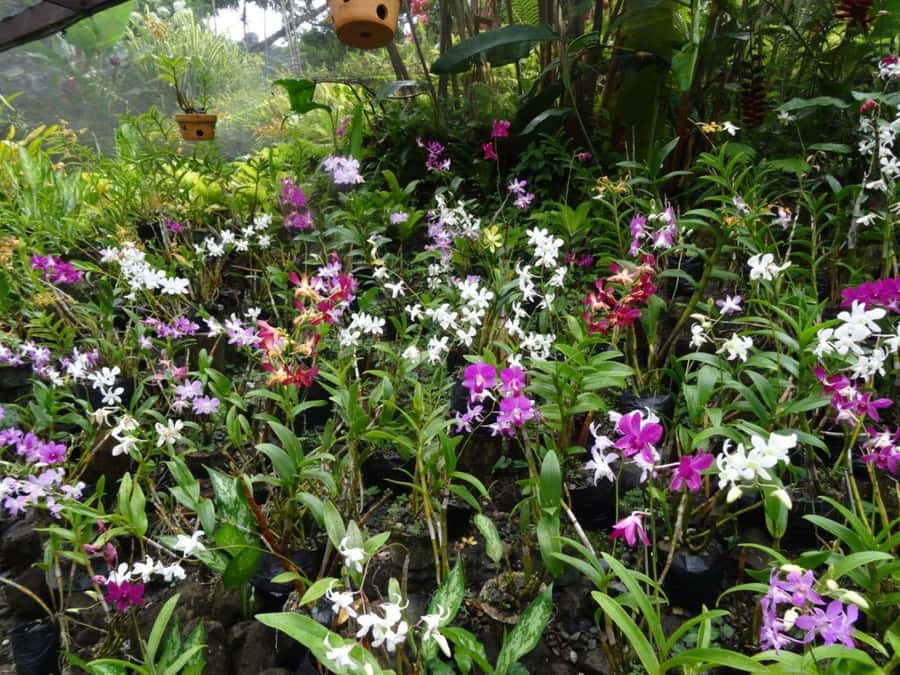 Nadi: Garden Village Hot Spring & Temple Highlights Tour - The Tappoo stop and the question of shopping