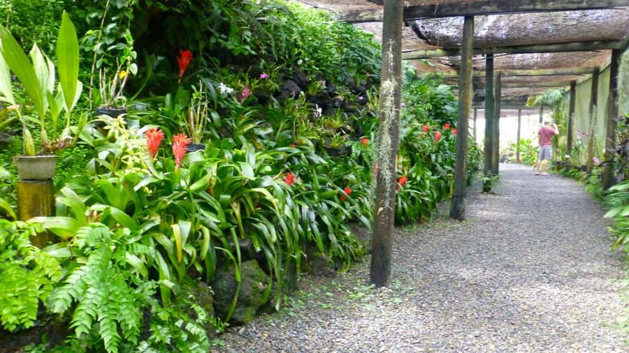 Nadi: Garden Village Hot Spring & Temple Highlights Tour - What the guides add to the day
