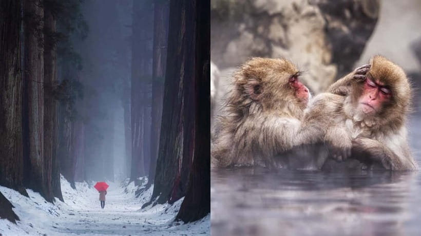 Nagano: Snow Monkeys & Togakushi Shrine Two-Spot in-One Day - Lunch is flexible, local, and not included