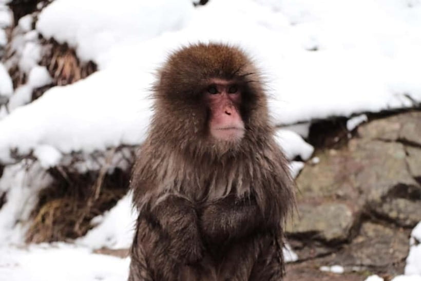 Nagano: Snow Monkeys & Togakushi Shrine Two-Spot in-One Day - The private car earns its keep
