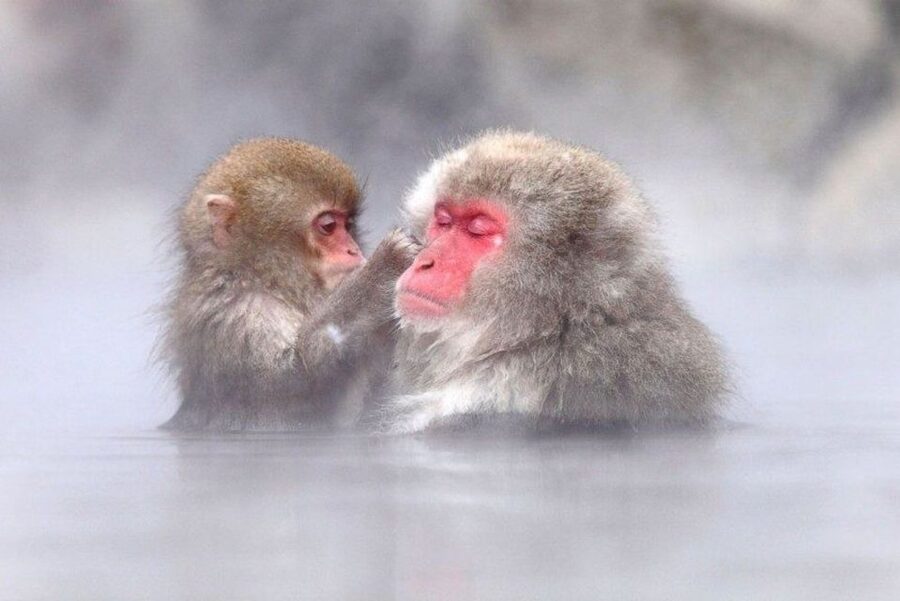 Nagano: Snow Monkeys, Zenkoji Temple & Sake Day Trip - Key points to know before booking