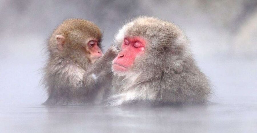 Nagano: Snow Monkeys, Zenkoji Temple & Sake Day Trip - Why this Nagano day trip works so well