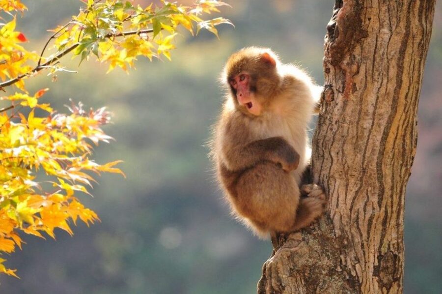 Nagano: Snow Monkeys, Zenkoji Temple & Sake Day Trip - Zenkoji Temple gives the day a strong beginning