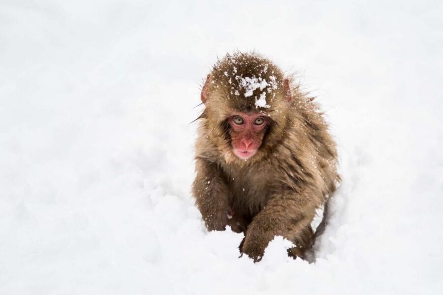 Nagano: Snow Monkeys, Zenkoji Temple & Sake Day Trip - Lunch is better than a simple tour meal