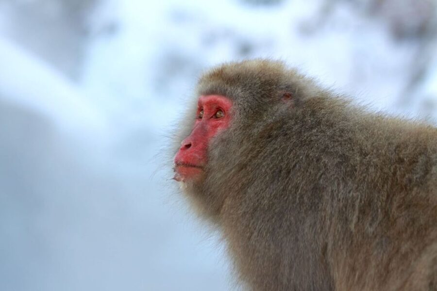 Nagano: Snow Monkeys, Zenkoji Temple & Sake Day Trip - Guides make the packed schedule easier
