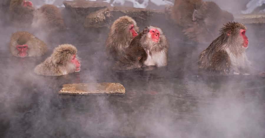 Nagano/Tokyo: Snow Monkey and Zenkoji Temple Private Tour - Why the snow monkeys make this long day worthwhile