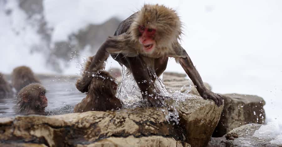 Nagano/Tokyo: Snow Monkey and Zenkoji Temple Private Tour - Who should book this private day trip