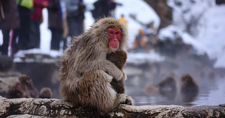 Nagano/Tokyo: Snow Monkey and Zenkoji Temple Private Tour - Zenkoji Temple gives the day its spiritual center