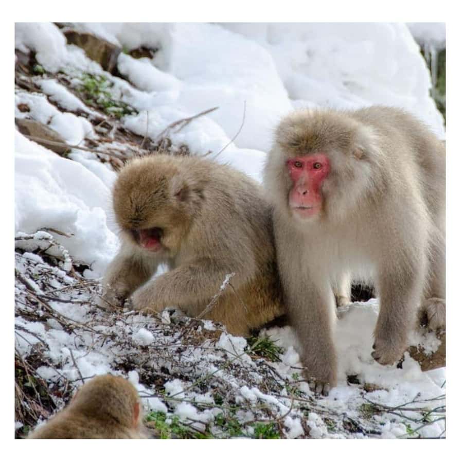 Nagano/Tokyo: Snow Monkey and Zenkoji Temple Private Tour - Shibu Onsen shows old Japan at walking speed