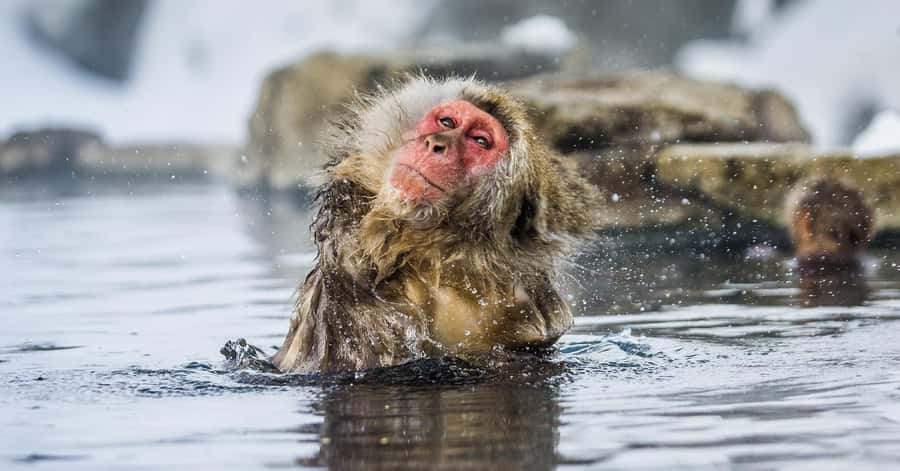 Nagano/Tokyo: Snow Monkey and Zenkoji Temple Private Tour - Matsushiro connects the region to the Sanada clan