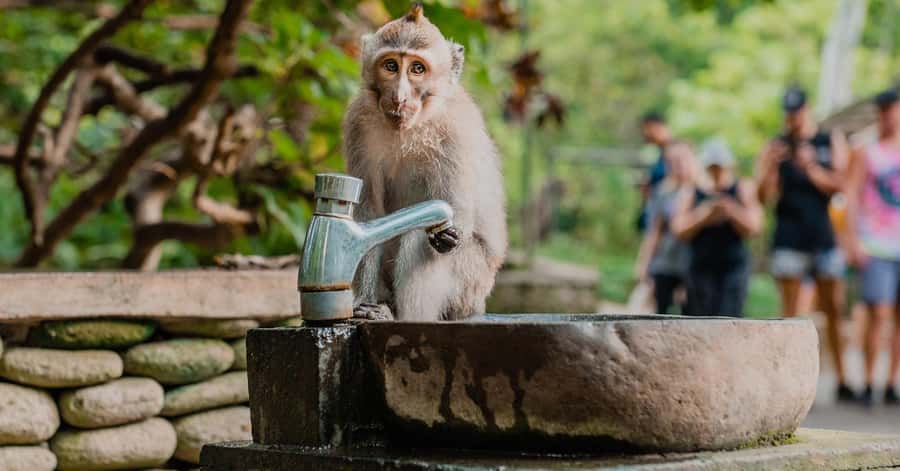 Nagano/Tokyo: Snow Monkey and Zenkoji Temple Private Tour - Yamanochi adds mountain scenery and wooden buildings