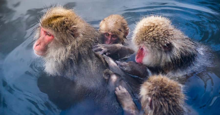 Nagano/Tokyo: Snow Monkey and Zenkoji Temple Private Tour - The vehicle matters on a Tokyo to Nagano day