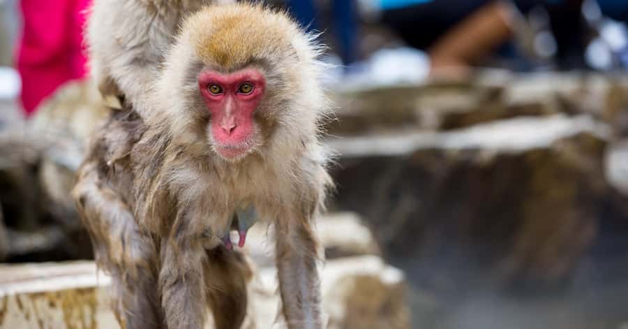 Nagano/Tokyo: Snow Monkey and Zenkoji Temple Private Tour - How to shape the day without overloading it