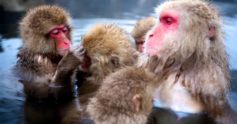 Nagano/Tokyo: Snow Monkey and Zenkoji Temple Private Tour - What the $505 group price really buys