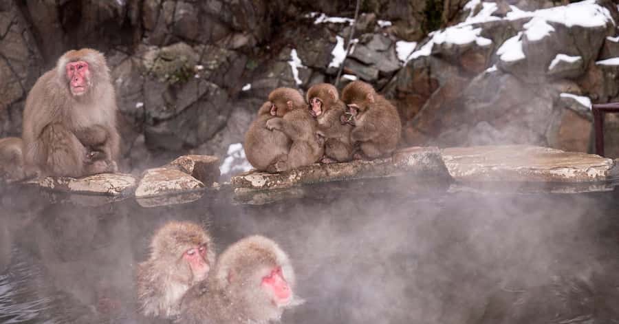Nagano/Tokyo: Snow Monkey and Zenkoji Temple Private Tour - Obuse pairs Hokusai with chestnut country