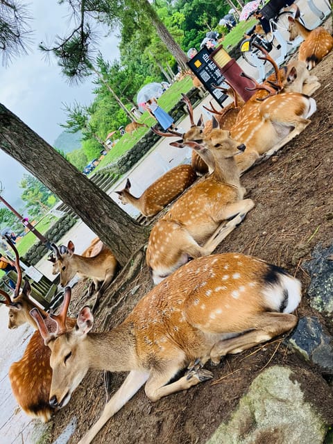 Nara: Essential Private Tour with Deer Park and Temples - Key points to know before booking