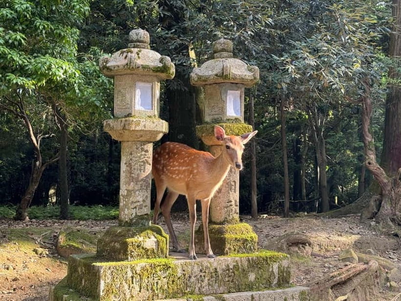 Nara: Great Buddha, Kasuga Shrine & Deer Park Tour - Who should book this Nara tour?