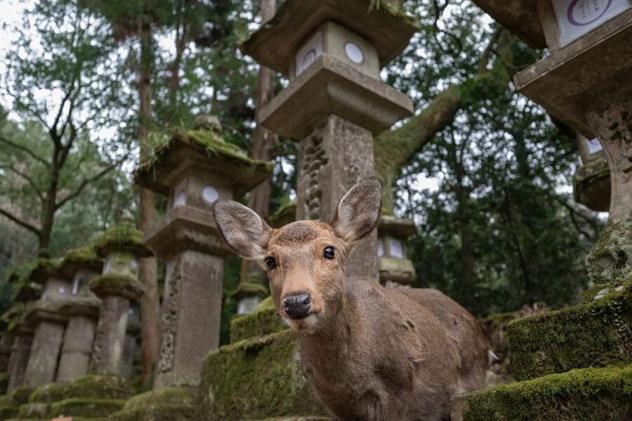 Nara: Todai-ji y parque de Nara (Spanish Guide) - Nara Park and the famous deer