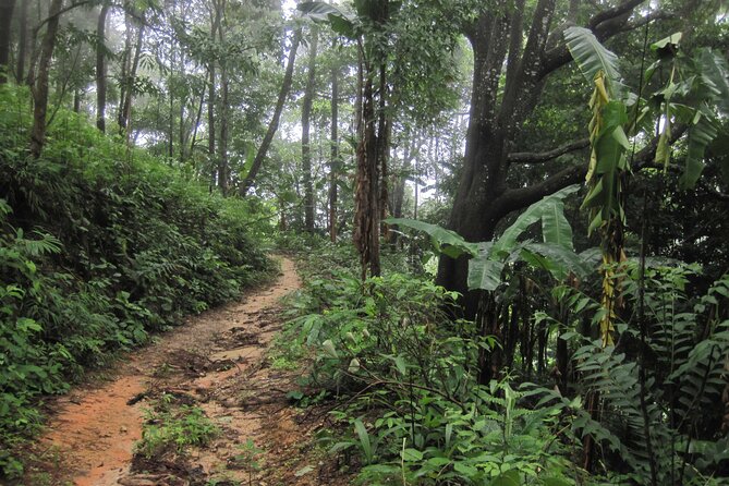 No.1 Chiang Mai: Advanced XC Downhill Biking, Doi Suthep N. Park - Is the $80.67 price good value?