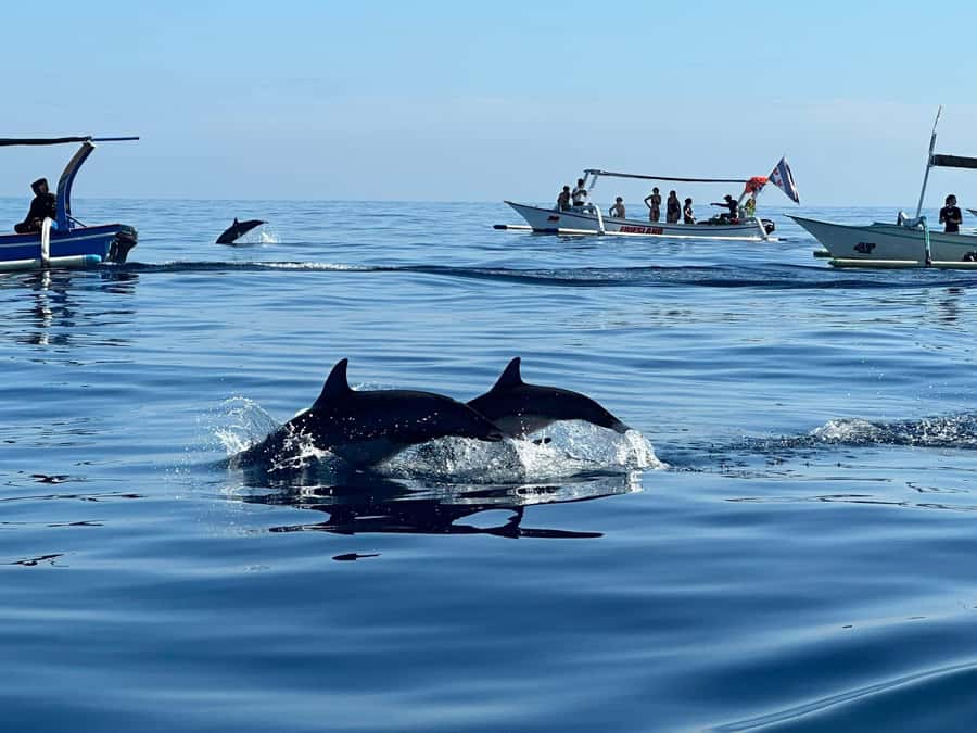 North Bali: Dolphin, Ulun Danu Temple, & Banyumala Waterfall - Weather, dolphins, and the backup plan