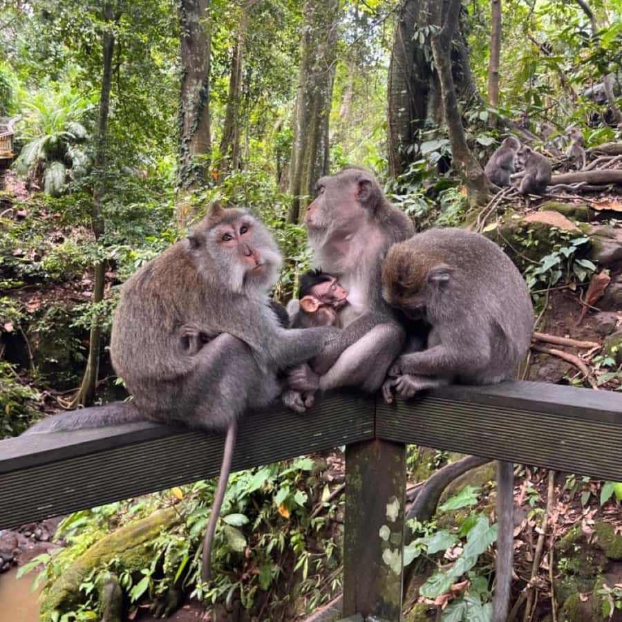 North Bali: Monkey Forest -Waterfall- Rice Terrace-Ulun Danu - Key points to know before booking