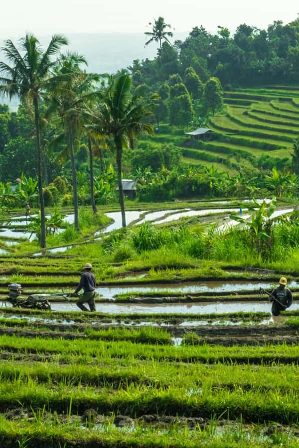 North Bali: Monkey Forest -Waterfall- Rice Terrace-Ulun Danu - What the $41 price really covers