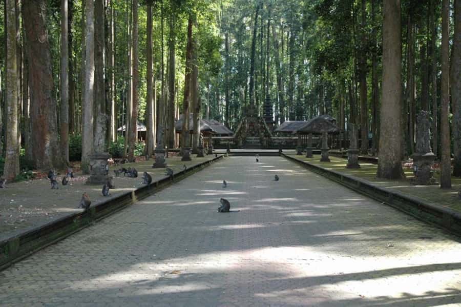 North Bali: Monkey Forest -Waterfall- Rice Terrace-Ulun Danu - Sangeh Monkey Forest and its 600 macaques