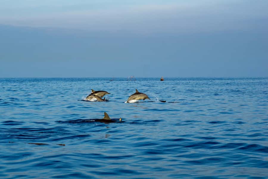 North Bali: Sunrise Tour with Dolphins, Waterfalls & Temples - Gitgit Waterfall brings a cool change of pace