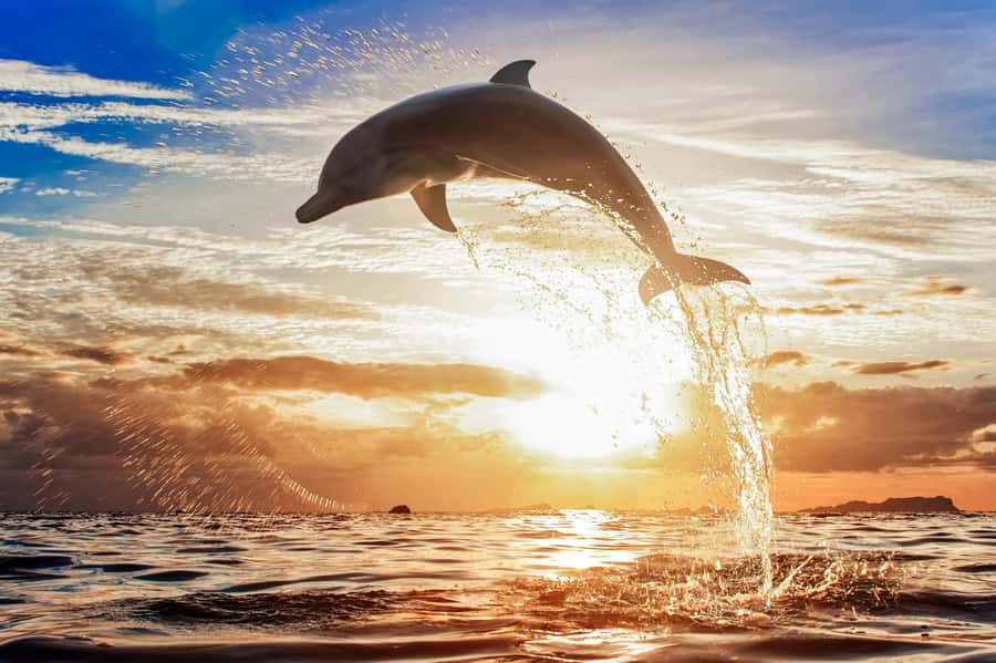 North Bali: Sunrise Tour with Dolphins, Waterfalls & Temples - Who should book this North Bali tour?