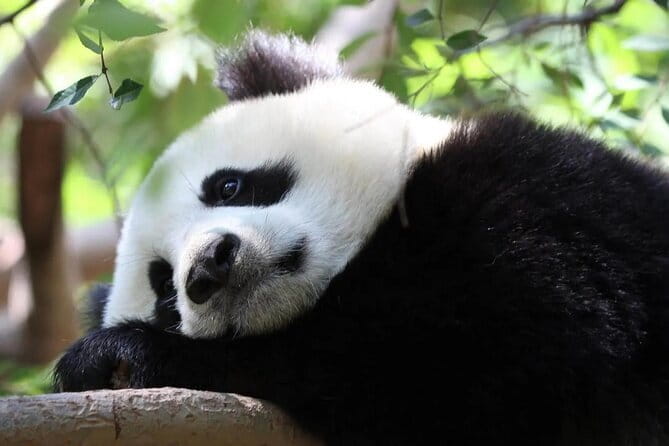 One Day Trip to Chengdu Panda Base and Leshan Buddha Tour - Price, tickets, and the value equation