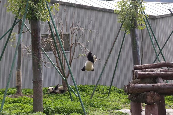 One Day Trip to Chengdu Panda Base and Leshan Buddha Tour - Who should book this Chengdu day trip