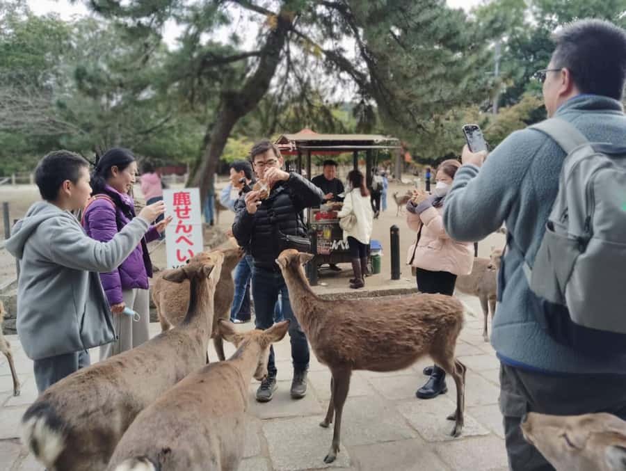 Osaka/Kyoto: Arashiyama, Nara & Fushimi Inari Shrine w/Lunch - Fushimi Inari Shrine and its thousand gates