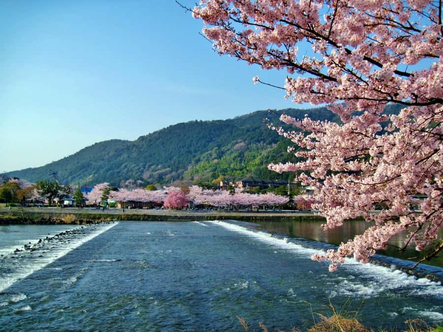 Osaka/Kyoto: Arashiyama, Nara & Fushimi Inari Shrine w/Lunch - Who should book this experience?