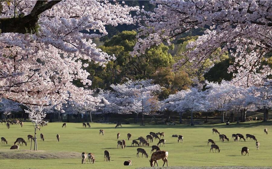 Osaka/Kyoto: Arashiyama, Nara Park, Fushimi Shrine Tour - Three famous sights, one tightly packed day