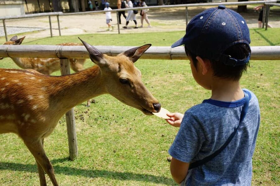 Osaka/Kyoto: Arashiyama, Nara Park, Fushimi Shrine Tour - Basic guidance and language expectations