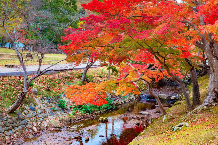 Osaka/Kyoto: Katsuoji, Kinkakuji, Arashiyama 1-Day Bus Tour - Who gets the most from this $56 day
