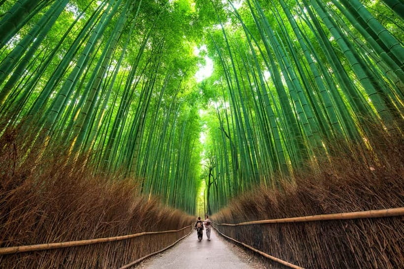 Osaka/Kyoto: Katsuoji, Kinkakuji, Arashiyama 1-Day Bus Tour - The guide makes the schedule manageable