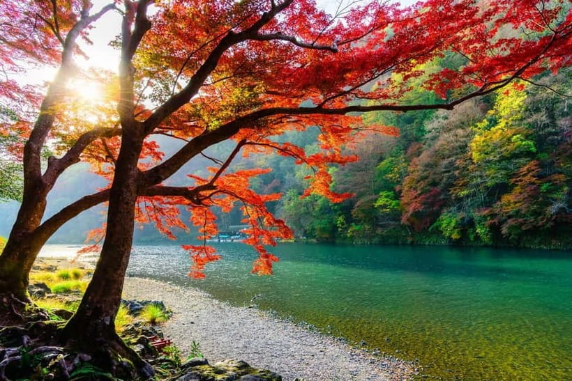 Osaka/Kyoto: Katsuoji, Kinkakuji, Arashiyama 1-Day Bus Tour - Transport, comfort, and walking demands
