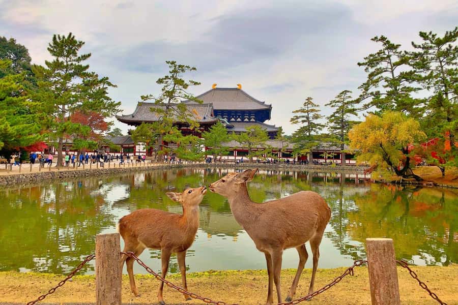 Osaka/Kyoto:Kinkakuji,Arashiyama,FushimiInariShrine,NaraPark - Key points to know before booking