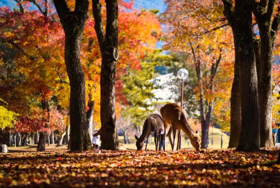 Osaka/Kyoto:Kinkakuji,Arashiyama,FushimiInariShrine,NaraPark - Walking through the torii gates at Fushimi Inari
