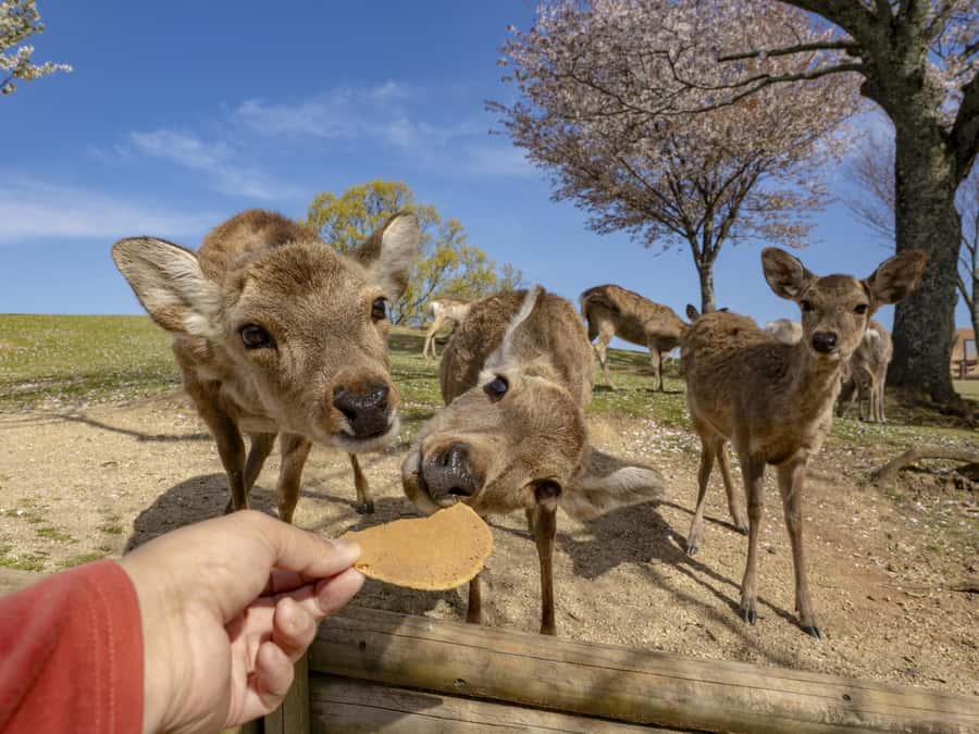 Osaka/Kyoto:Kinkakuji,Arashiyama,FushimiInariShrine,NaraPark - What the guide adds to a large-group tour