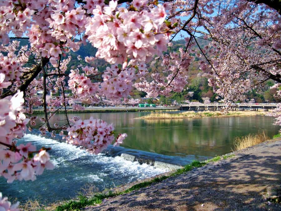 Osaka/Kyoto:Kinkakuji,Arashiyama,FushimiInariShrine,NaraPark - Who should book this day trip?