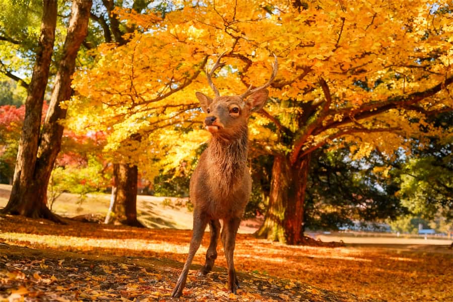 Osaka/Kyoto: Kiyomizudera Fushimi Inari, Nara Tour w/ Pickup - Key points at a glance