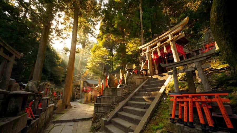 Osaka/Kyoto: Kiyomizudera Fushimi Inari, Nara Tour w/ Pickup - Meeting Nara’s deer in the park