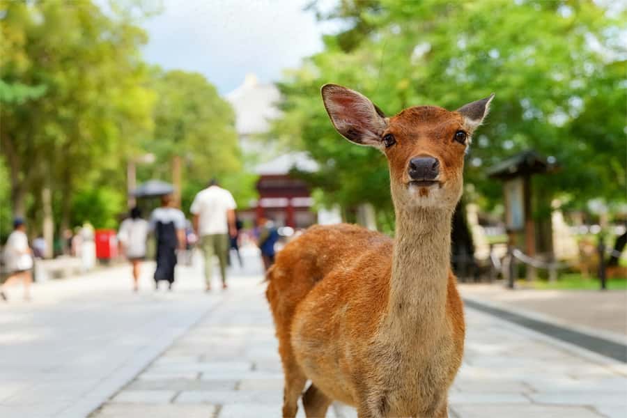 Osaka/Kyoto: Kiyomizudera Fushimi Inari, Nara Tour w/ Pickup - Returning to Osaka and Shinsaibashi