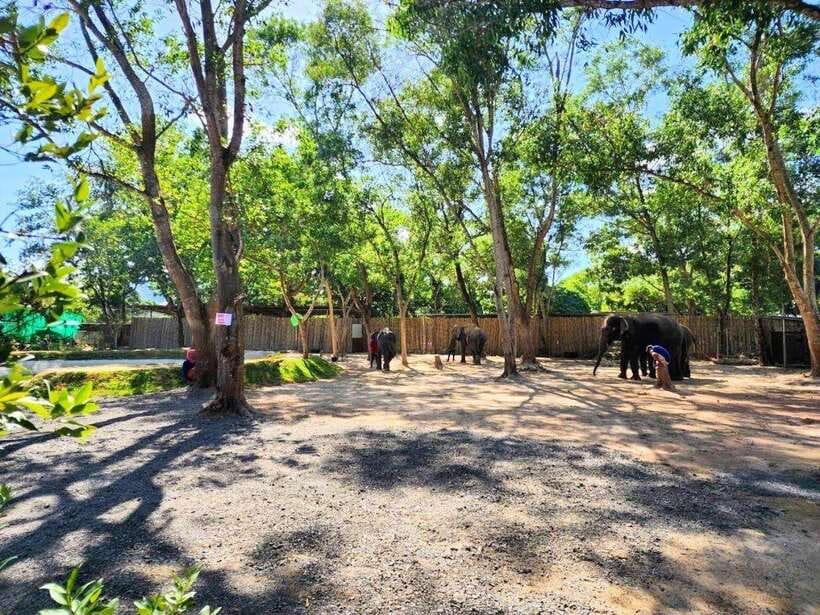 Phuket City Tour with Viewpoints, Temples & Elephant Feeding - What to pack for this six-hour route
