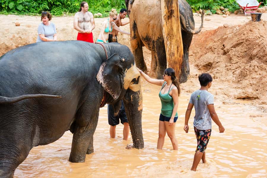 Phuket: Phuket Elephant Sanctuary, Wat Chalong & more - Feeding, bathing, and the practical side of the sanctuary