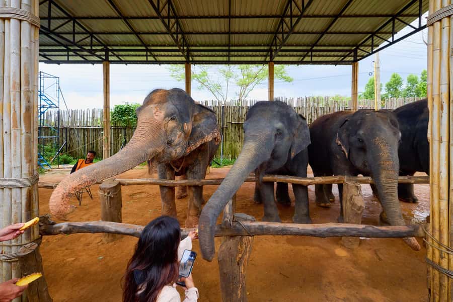 Phuket: Phuket Elephant Sanctuary, Wat Chalong & more - Pickup, timing, and group size